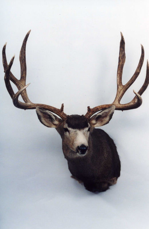 Boone & Crockett Club record mule deer