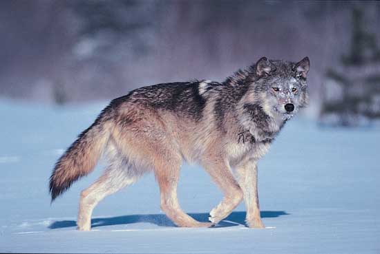 httpswww.outdoorlife.comsitesoutdoorlife.comfilesimport2014importImage2010photo3001031gray-wolf.jpg