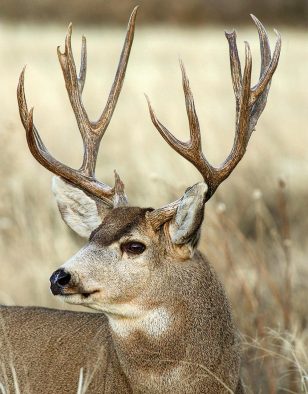 4 Secrets for Bowhunting Big Mule Deer Bucks from Chuck Adams