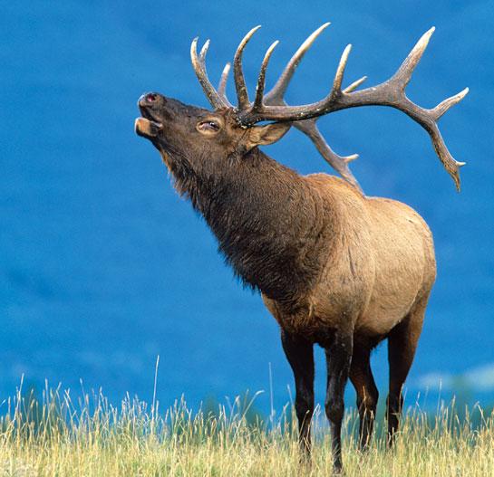 Bull elk outlet bugle