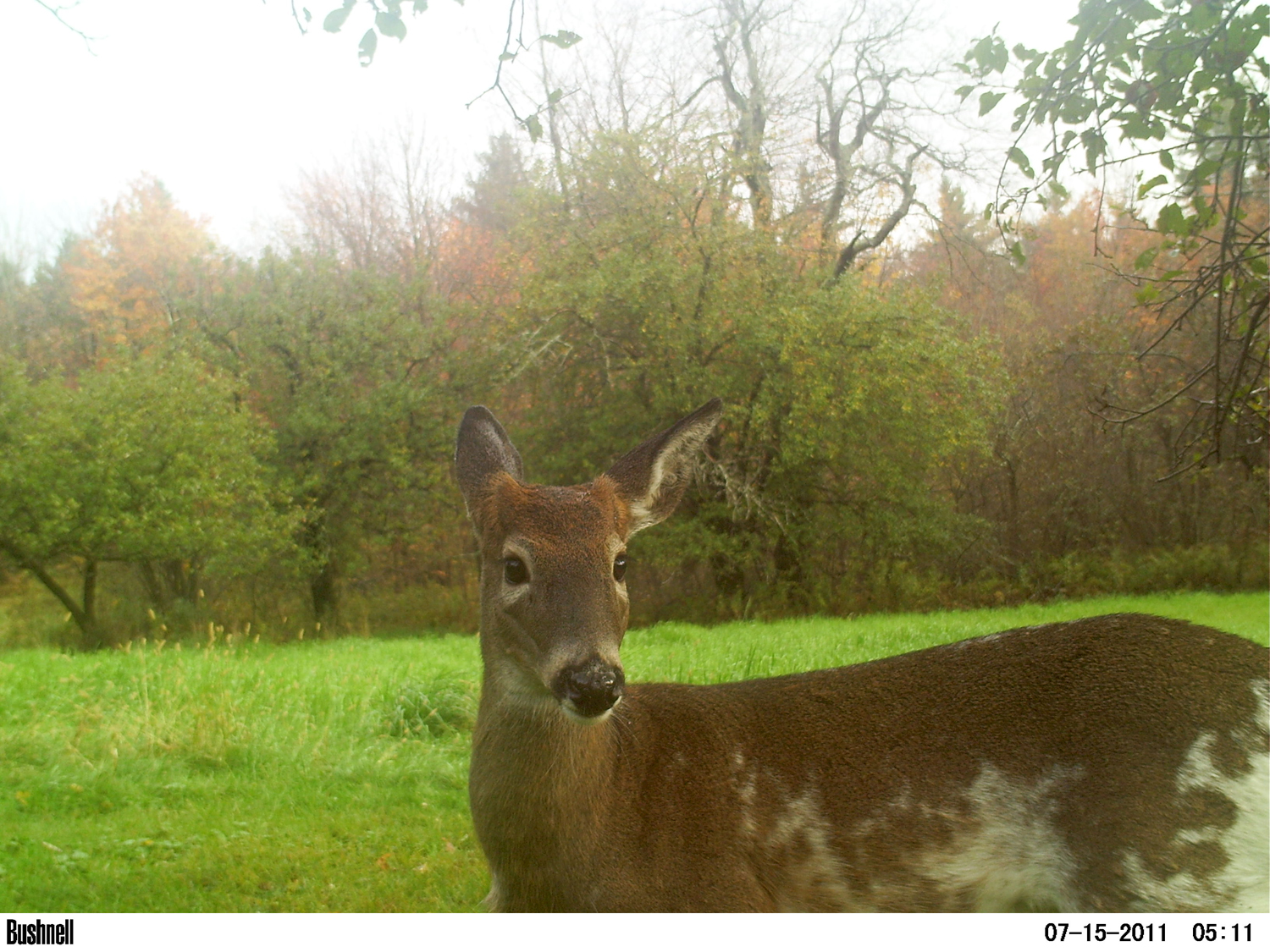 httpswww.outdoorlife.comsitesoutdoorlife.comfilesimport2014importImage2012photo1001335546Piebald_2_.JPG