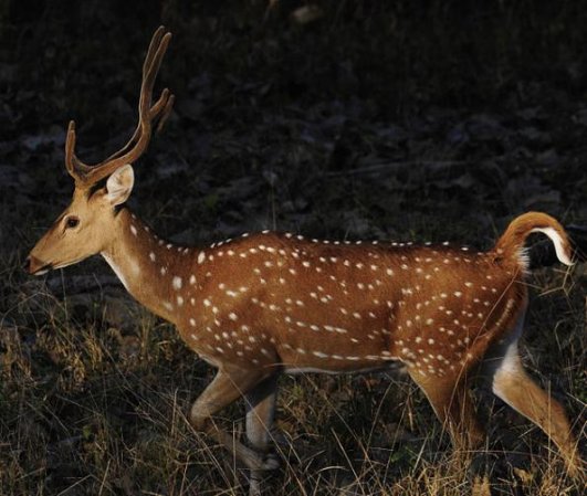 Hawaii Deer Season 2012: Hunting Forecast