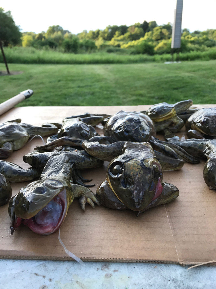 frog gigging, cooking frogs, frog cooking, frog preparation, frog hunting