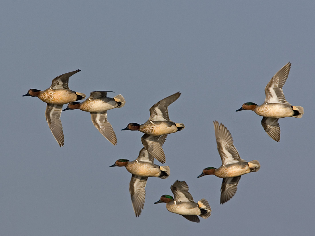 green and blue winged teal duck, duck species, types of ducks