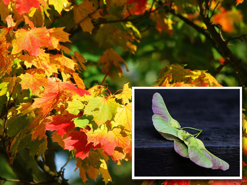 Maple tree and seeds