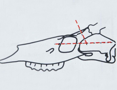 deer skull cuts diagram