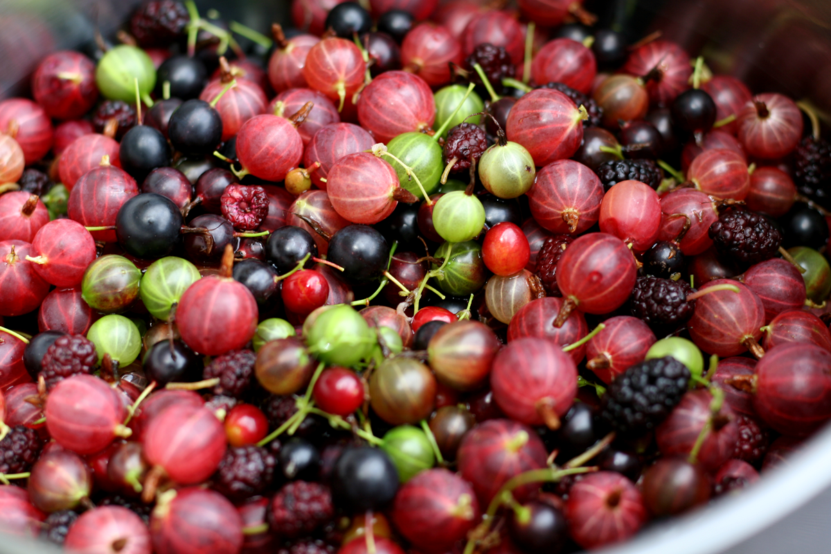 gooseberries