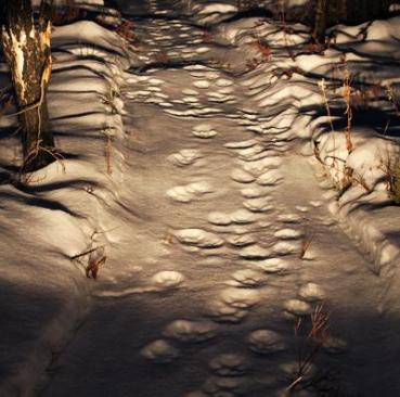 Wolf Tracks: How to Tell If There Are Wolves in Your Woods