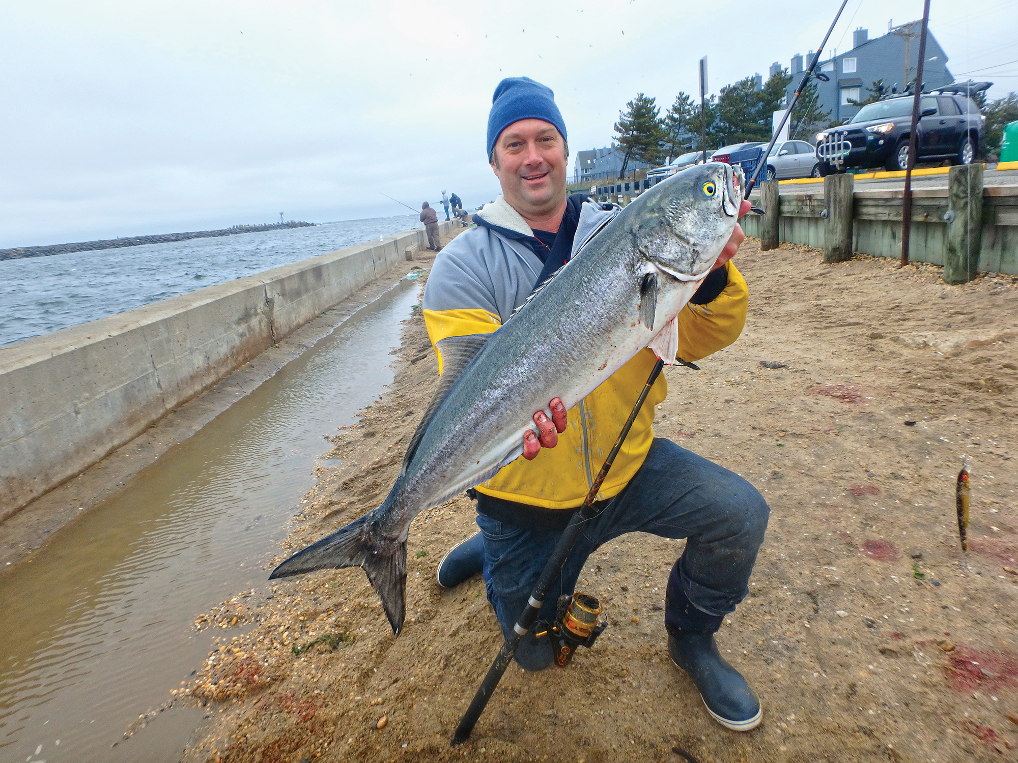 alligator bluefish