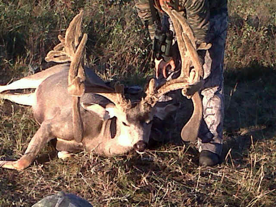 muley buck