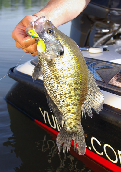 httpswww.outdoorlife.comsitesoutdoorlife.comfilesimport2014importImage2008legacyoutdoorlifecrappie_fall_015.JPG