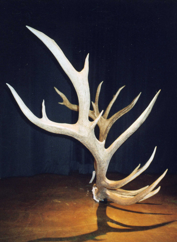 13 nontypical bull elk