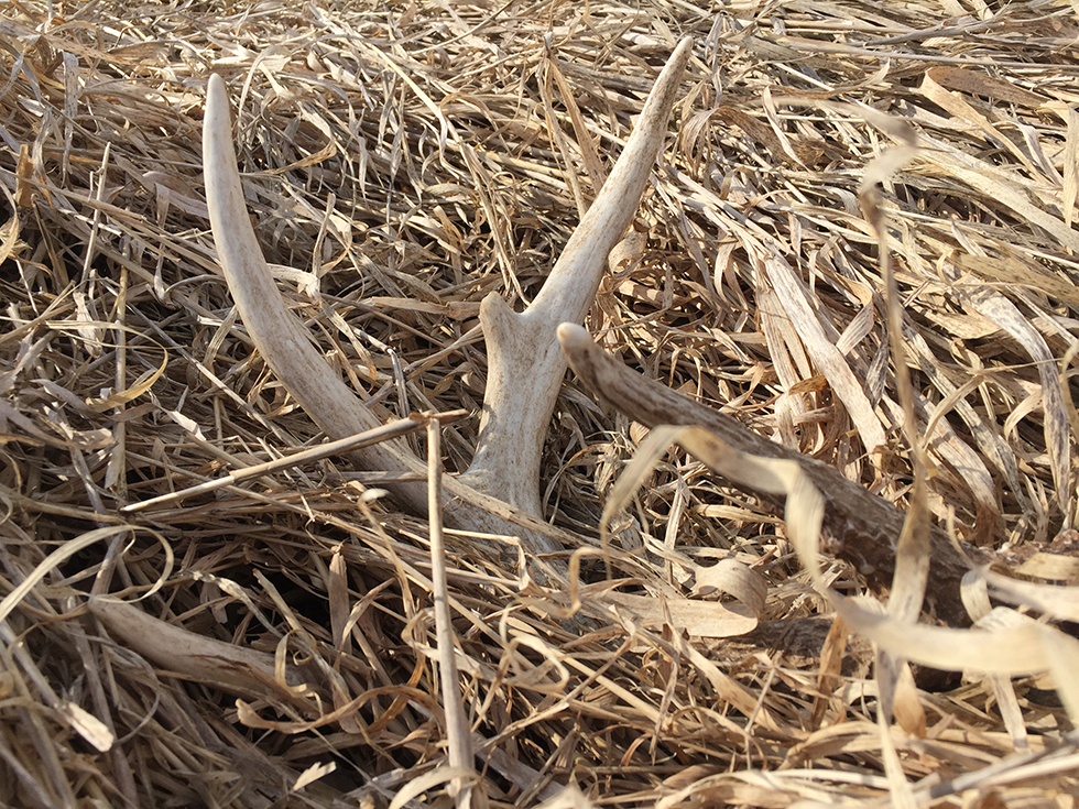 shed antler