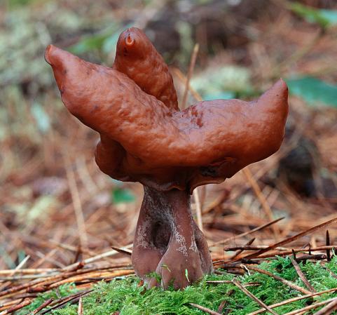 httpswww.outdoorlife.comsitesoutdoorlife.comfilesimport2014importImage2009photo630.Poisonous_Mushrooms_2_0.JPG.jpeg