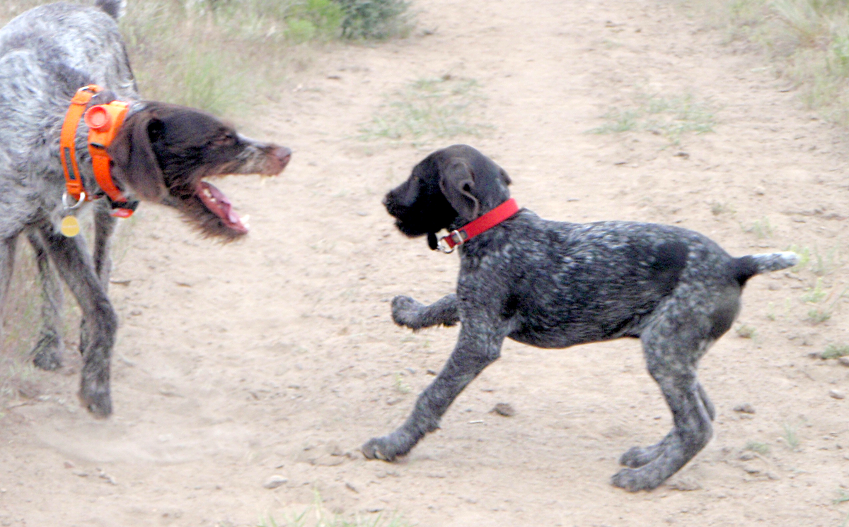 dog putting puppy in its place