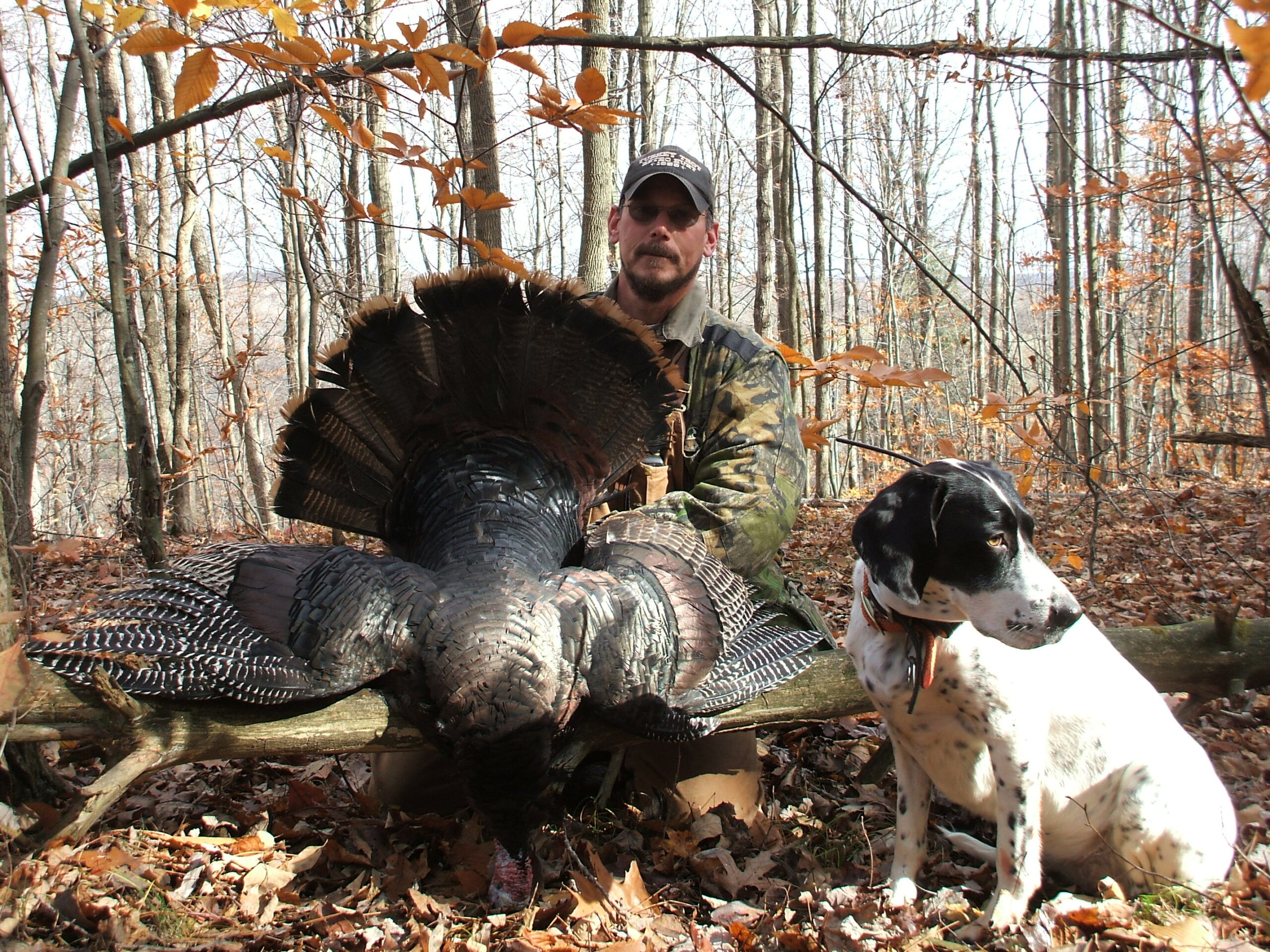 Turkey hunting sale dog breeds