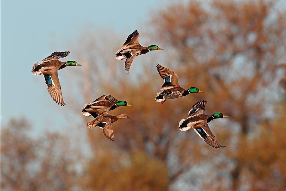 5 Strategies for Pressured Ducks - Delta Waterfowl