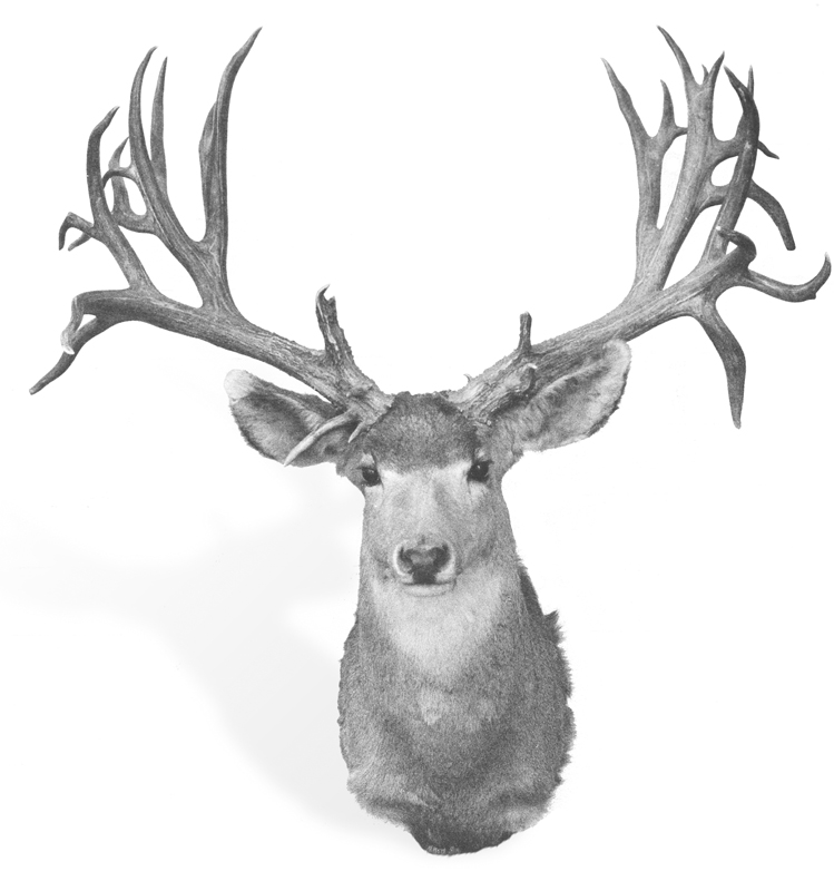 Boone & Crockett Club record mule deer