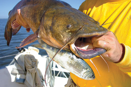 The secret to keeping Chicken livers on your hook: Catch more Channel  Catfish 