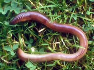 httpswww.outdoorlife.comsitesoutdoorlife.comfilesimport2013images201102earthworm-300x225_0.jpg