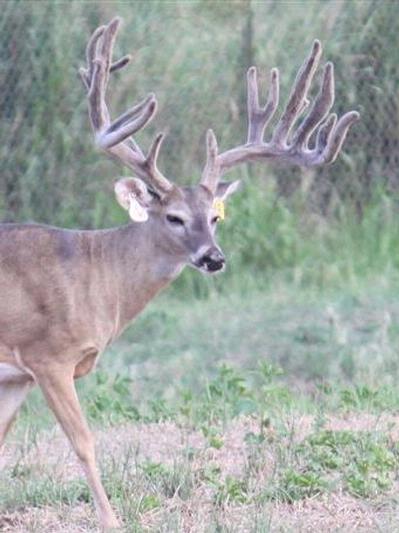 giant high fence buck