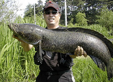 httpswww.outdoorlife.comsitesoutdoorlife.comfilesimport2014importImage2010photo6snakehead_record.jpg