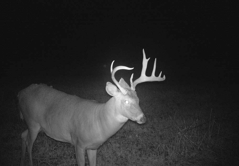 10 Myths About Hunting Mature Whitetail Bucks