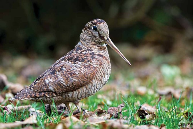 woodcock bird hunting season