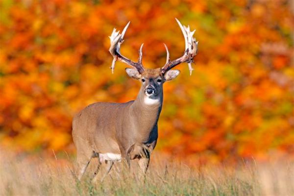 giant high fence buck