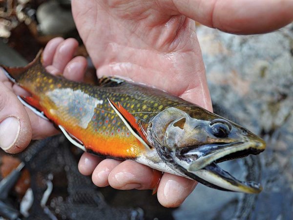 native brookie