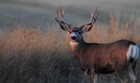 Mule Deer Cartridges: The .30 Magnums