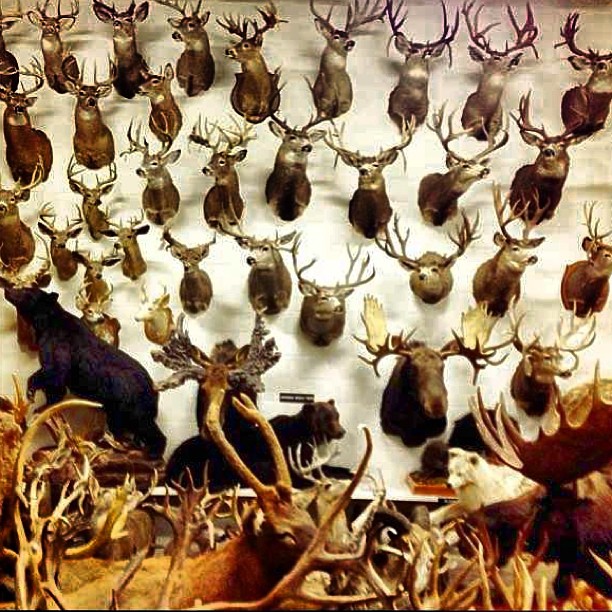 httpswww.outdoorlife.comsitesoutdoorlife.comfilesimport2014importImage2013photo1001321579cooltaxidermy_02.jpg