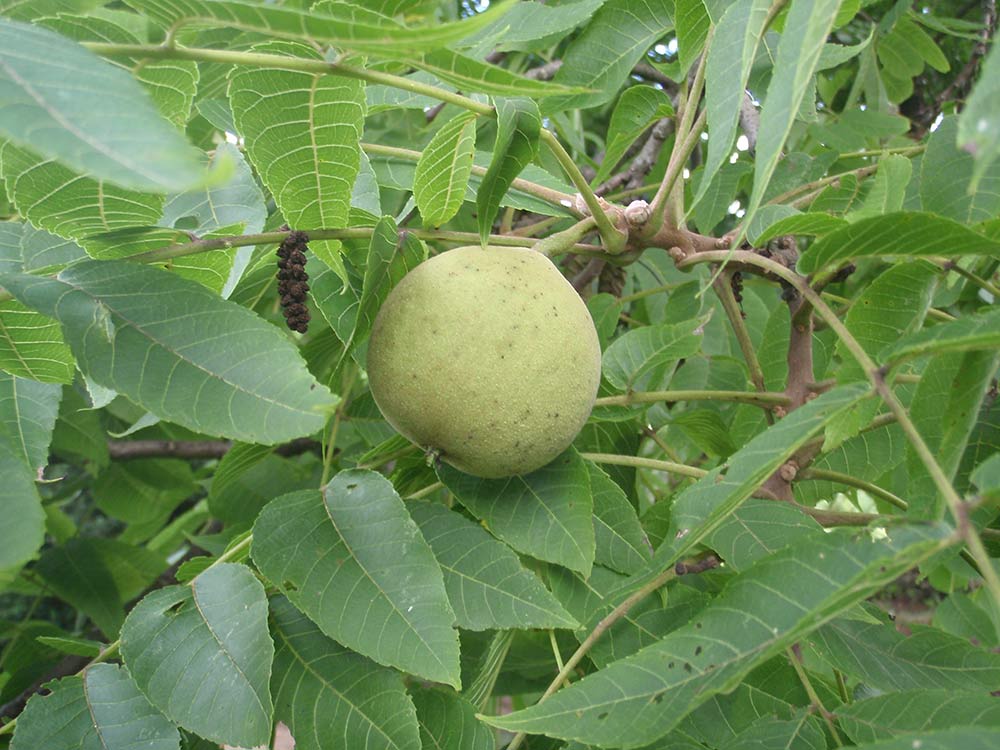 Black Walnut Tree