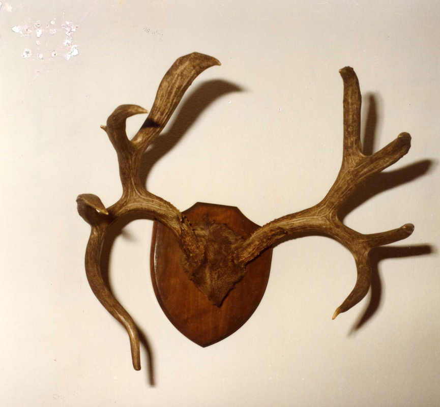 Boone & Crockett Club record mule deer