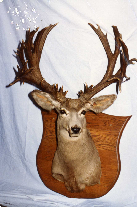 Boone & Crockett Club record mule deer