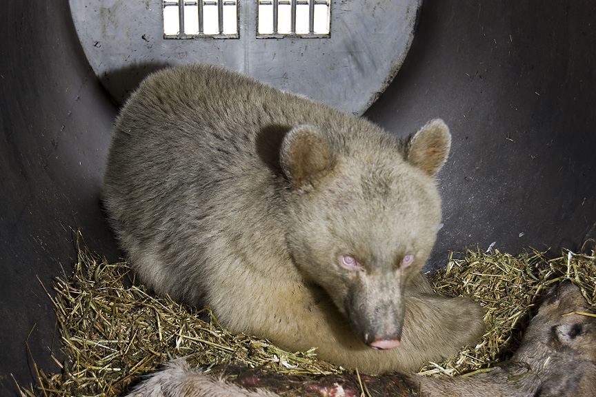 httpswww.outdoorlife.comsitesoutdoorlife.comfilesimport2014importImage2009photo7Kalispell_Albino_Bear.jpg