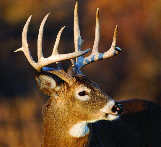 Best Deer Hunting State: Kentucky Takes Top Spot in New Whitetail Scale