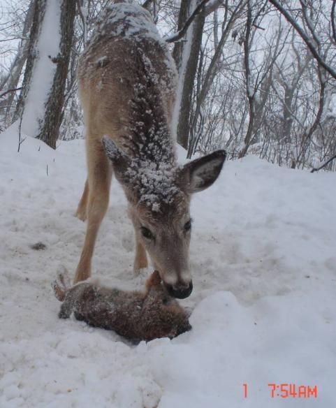 httpswww.outdoorlife.comsitesoutdoorlife.comfilesimport2014importImage2009photo641_Meat_Eating_Deer.jpg