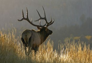 Elk Hunting Tips: The Basics Of Long-range Scouting