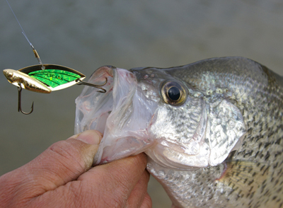 Tips and Tactics for Catching More Slab Crappies this Spring