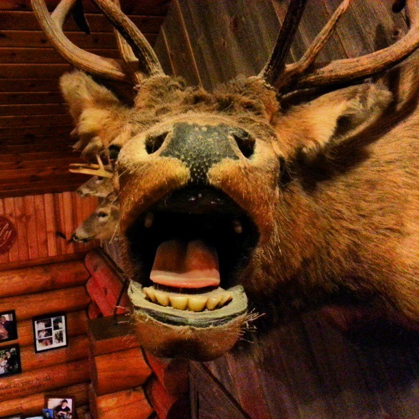 httpswww.outdoorlife.comsitesoutdoorlife.comfilesimport2014importImage2013photo1001321579cooltaxidermy_17.jpg