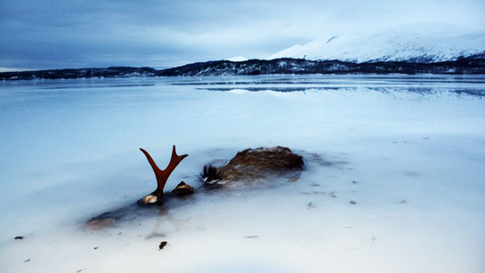 httpswww.outdoorlife.comsitesoutdoorlife.comfilesimport2014importBlogPostembedelk-in-ice-norway-2014.jpg