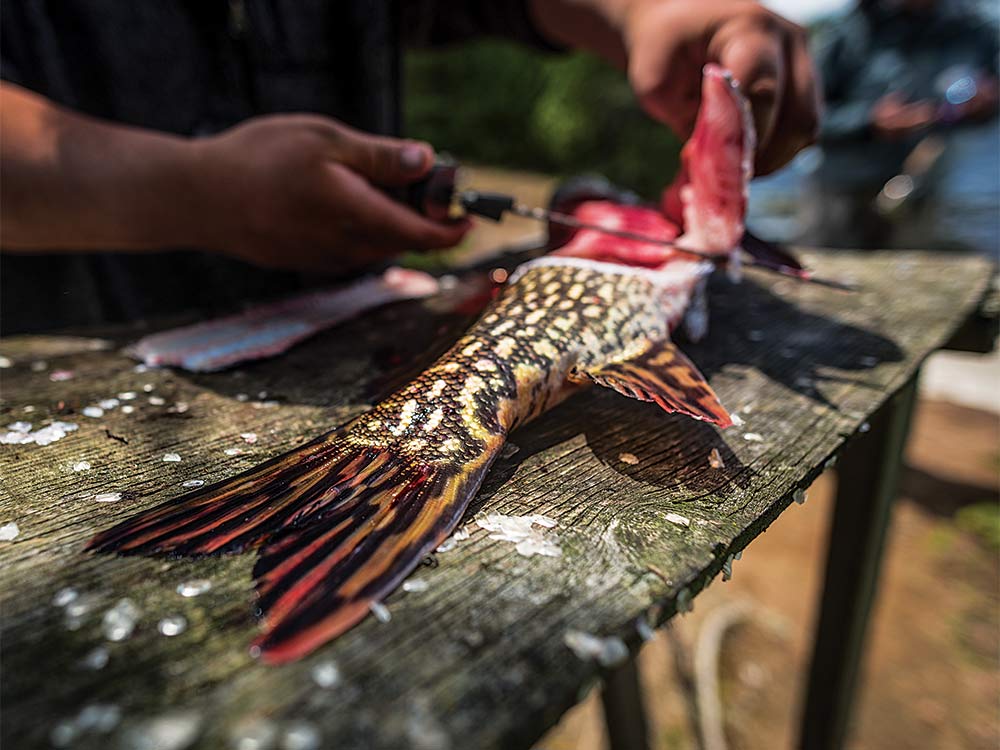 northern pike fillet