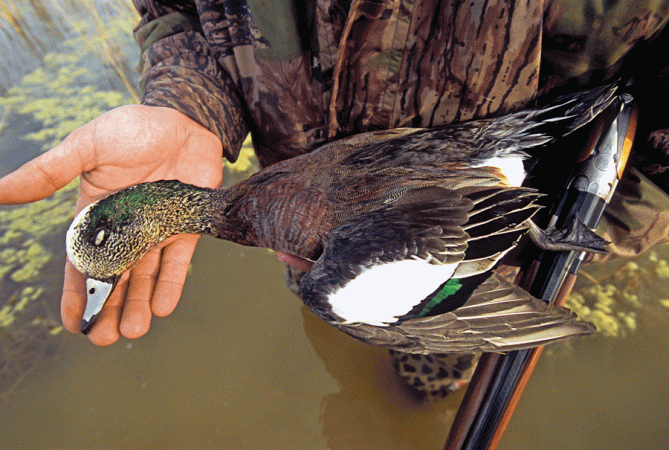 How to Preserve Your Birds for Better Trophies