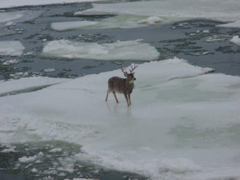 httpswww.outdoorlife.comsitesoutdoorlife.comfilesimport2014importImage2010photo100132157925_Ice_Flow_Buck_4_0.jpg