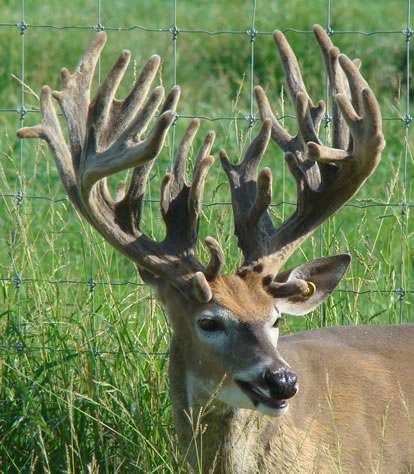 Freak Show Bucks: A Hard Look at Breeding For Antlers