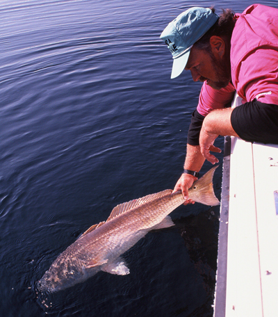 httpswww.outdoorlife.comsitesoutdoorlife.comfilesimport2014importImage2008legacyoutdoorlifebob_mcnally_redfish_4.jpg