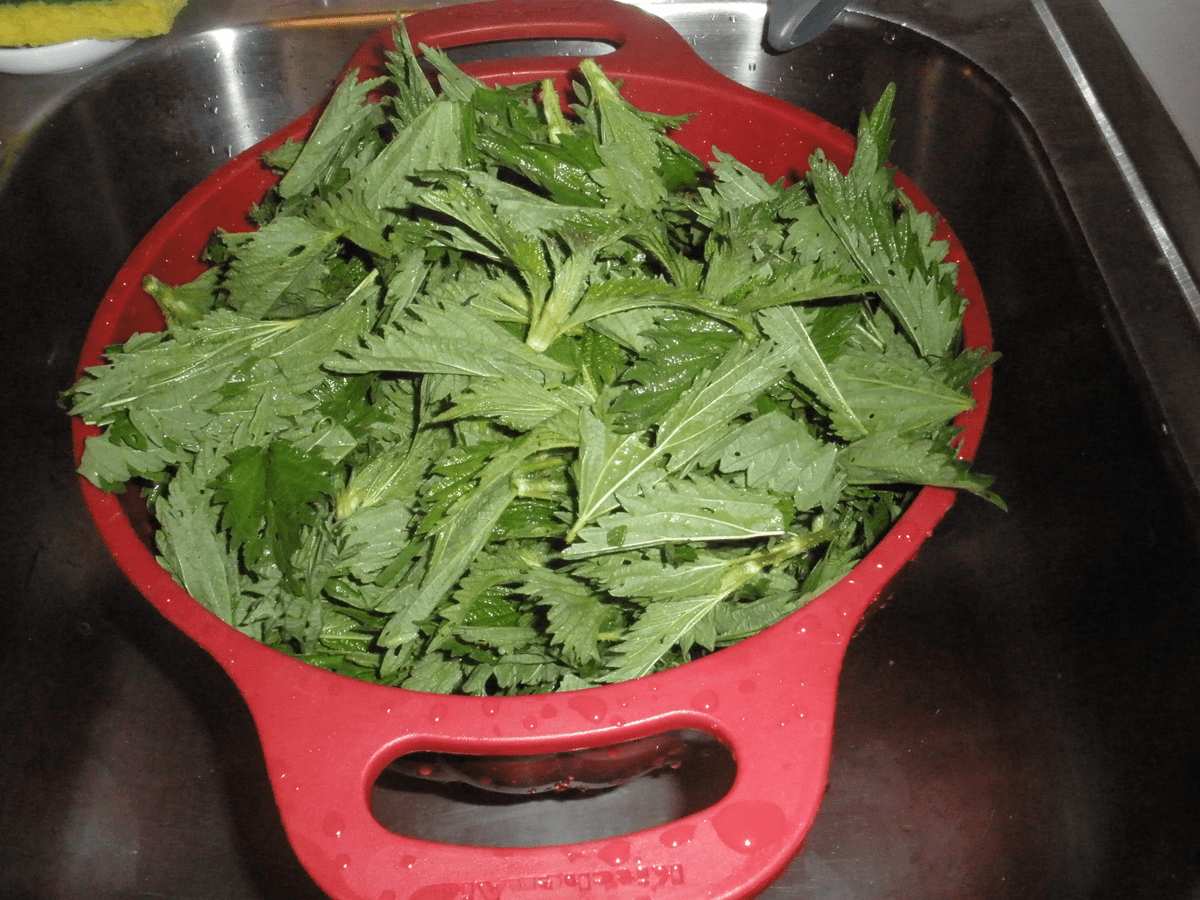 stinging nettle gnocchi