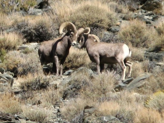 Wild Game: A Nutrition Guide for Game Animals in North America