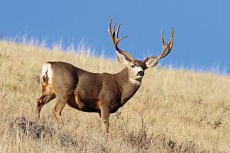 Where to Hunt: Guide to the 8 Best Big-Game Hunts in the West